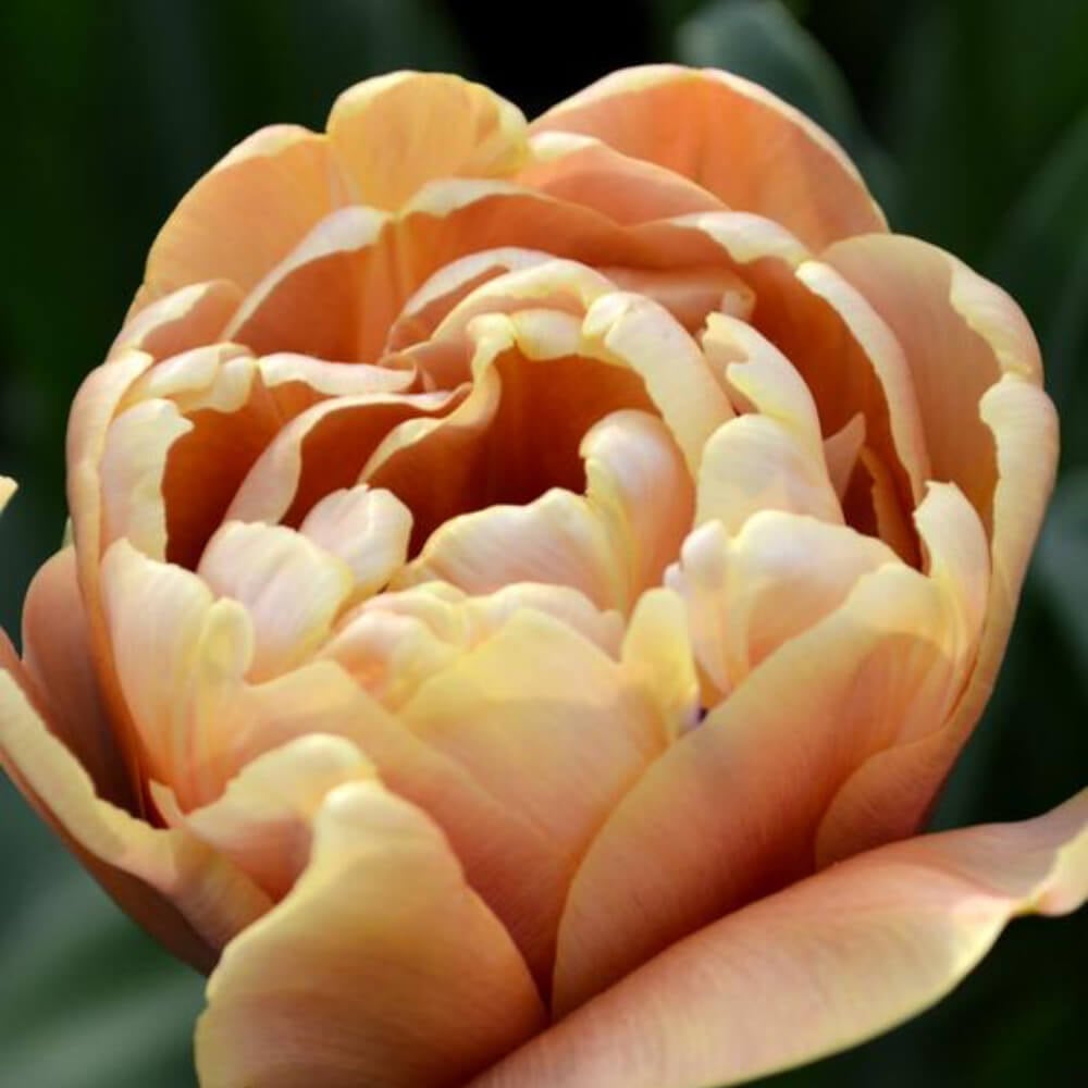 Dutchgrown bloem 2 | Code